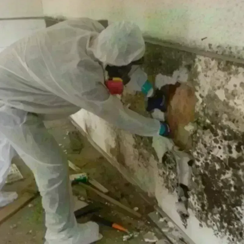 Mold Remediation and Removal in Isla Vista, CA